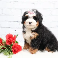 Denver, a male Miniature Bernedoodle for sale in Livingston, WI – Photo 8 of 10