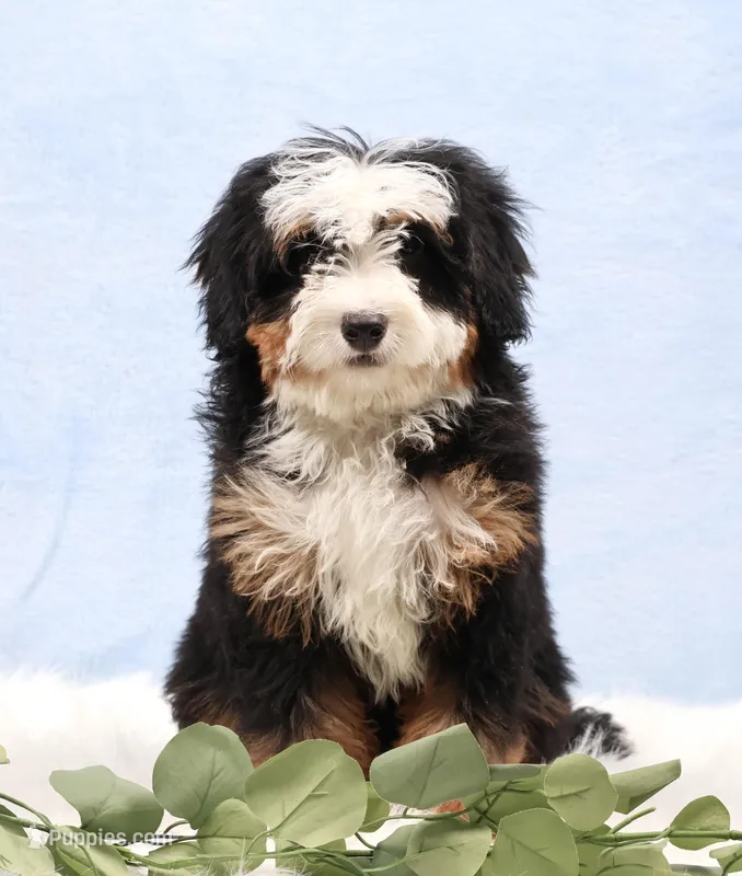 Denver – Miniature Bernedoodle puppy for sale in Livingston, WI