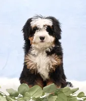 Denver, a male Miniature Bernedoodle for sale in Livingston, WI – Photo 1 of 10