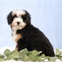 Denver, a male Miniature Bernedoodle for sale in Livingston, WI – Photo 3 of 10
