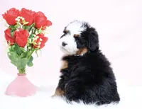 processed/4711aae3-09ea-47e0-836b-28b574937e82/listing/ff50c832-28a6-4901-8f66-e695017118cc/65dcb2f5-5b6b-41fb-a4af-3de2f62a7fe4