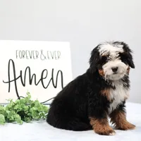 Denver, a male Miniature Bernedoodle for sale in Livingston, WI – Photo 6 of 10