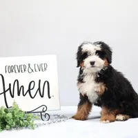 Denver, a male Miniature Bernedoodle for sale in Livingston, WI – Photo 4 of 10