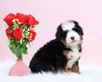 processed/4711aae3-09ea-47e0-836b-28b574937e82/listing/ff50c832-28a6-4901-8f66-e695017118cc/b716e694-18b7-4a14-a290-fa1d8e32f71b