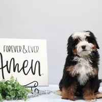 Denver, a male Miniature Bernedoodle for sale in Livingston, WI – Photo 5 of 10