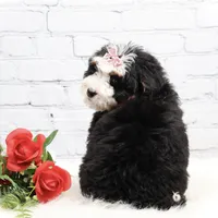 Denver, a male Miniature Bernedoodle for sale in Livingston, WI – Photo 9 of 10