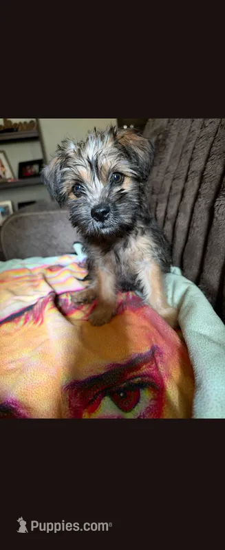 Bear Lee – Yorkshire Terrier puppy for sale in Jackson, TN