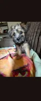 Bear Lee, a male Yorkshire Terrier for sale in Jackson, TN – 1 of 1
