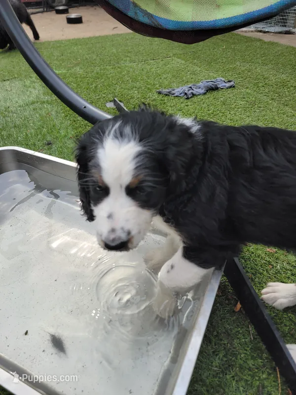 Patsey  – Golden Mountain Doodle puppy for sale in Mundelein, IL