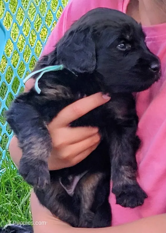 Jovi – Golden Mountain Doodle puppy for sale in Mundelein, IL