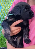 Jovi, a male Golden Mountain Doodle for sale in Mundelein, IL – 1 of 10