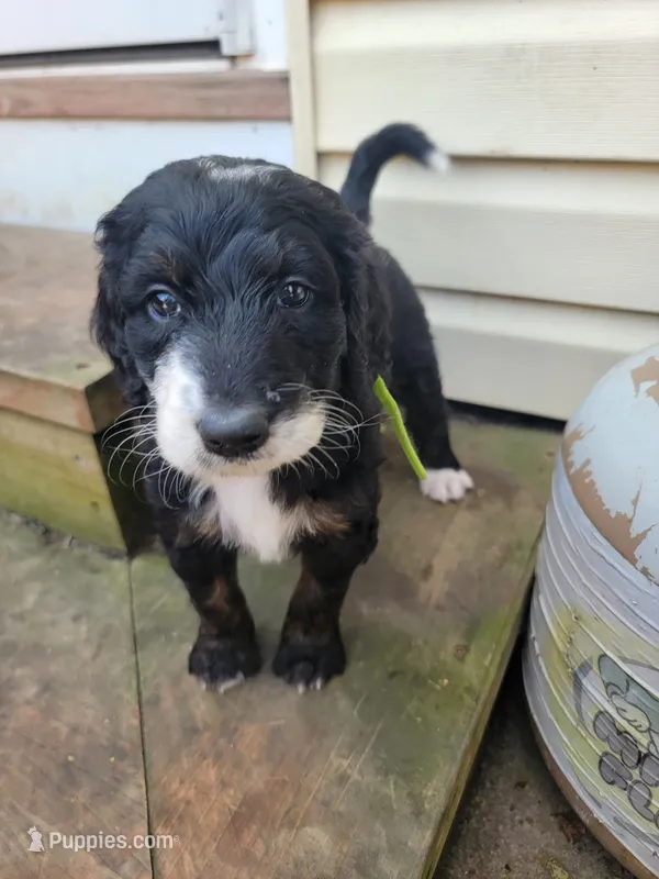 Livi – Golden Mountain Doodle puppy for sale in Mundelein, IL