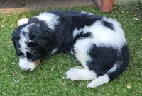 Dotty, a female Golden Mountain Doodle for sale in Mundelein, IL – 8 of 10