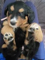 Reba, a female Golden Mountain Doodle for sale in Mundelein, IL – 4 of 7