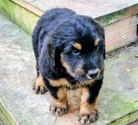 Boss, a male Goldendoodle and Bernedoodle for sale in Mundelein, IL – 6 of 10