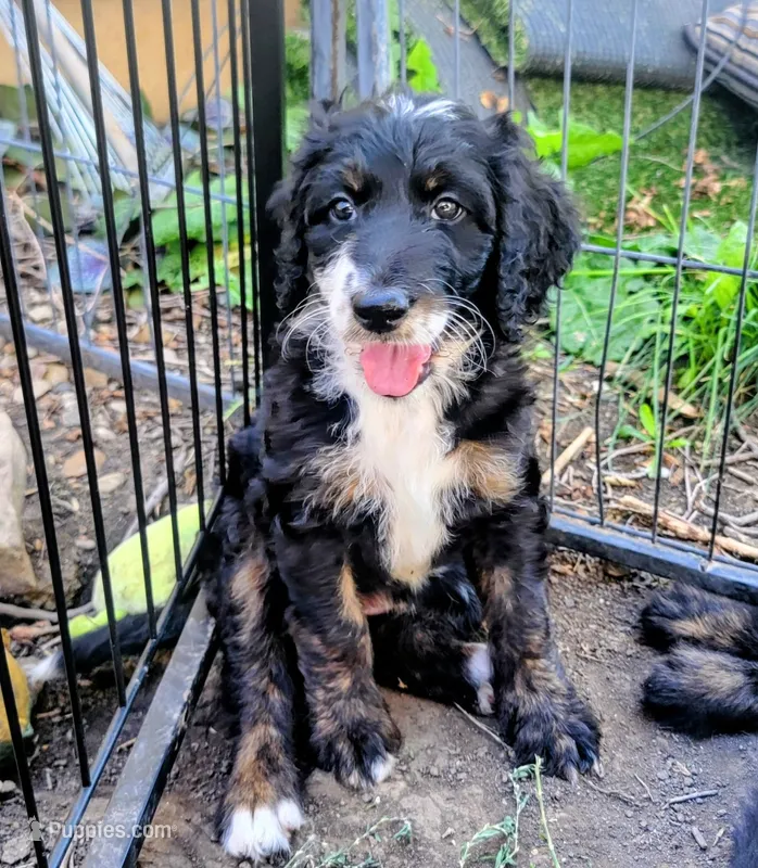Livi – Golden Mountain Doodle puppy for sale in Mundelein, IL