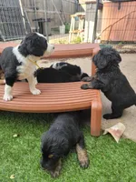 Jovi, a male Golden Mountain Doodle for sale in Mundelein, IL – 8 of 10