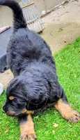 Boss, a male Goldendoodle and Bernedoodle for sale in Mundelein, IL – 7 of 10