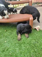 Jovi, a male Golden Mountain Doodle for sale in Mundelein, IL – 7 of 10