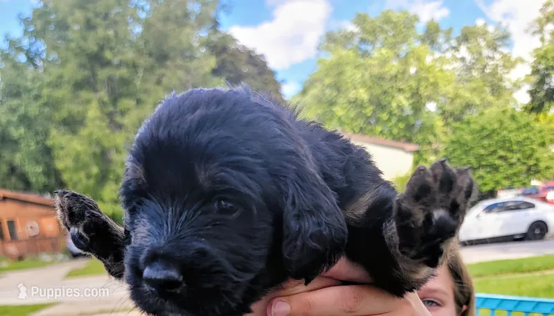 Loretta  – Golden Mountain Doodle puppy for sale in Mundelein, IL