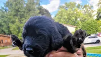 Loretta , a female Golden Mountain Doodle for sale in Mundelein, IL – 1 of 10