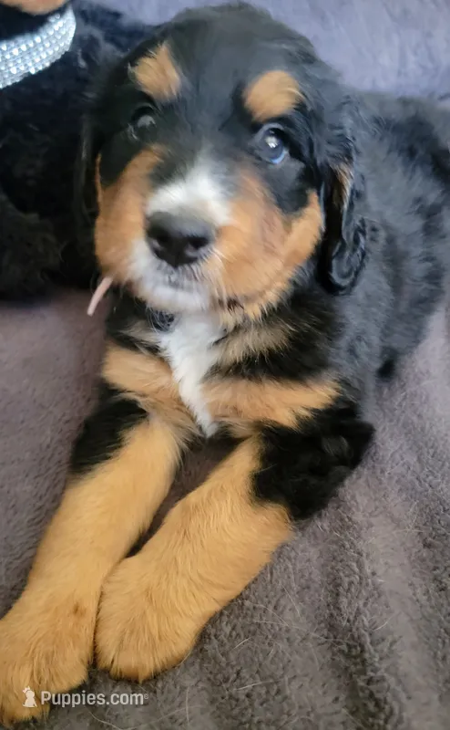 Reba – Golden Mountain Doodle puppy for sale in Mundelein, IL