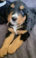 Reba, a female Golden Mountain Doodle for sale in Mundelein, IL – 1 of 7