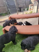 Jovi, a male Golden Mountain Doodle for sale in Mundelein, IL – 6 of 10