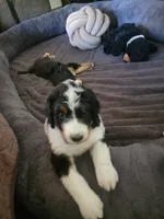 Dotty, a female Golden Mountain Doodle for sale in Mundelein, IL – 7 of 10