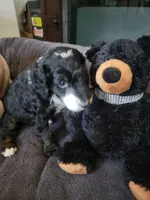 Livi, a female Golden Mountain Doodle for sale in Mundelein, IL – 5 of 6