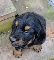 Boss, a male Goldendoodle and Bernedoodle for sale in Mundelein, IL – 5 of 10