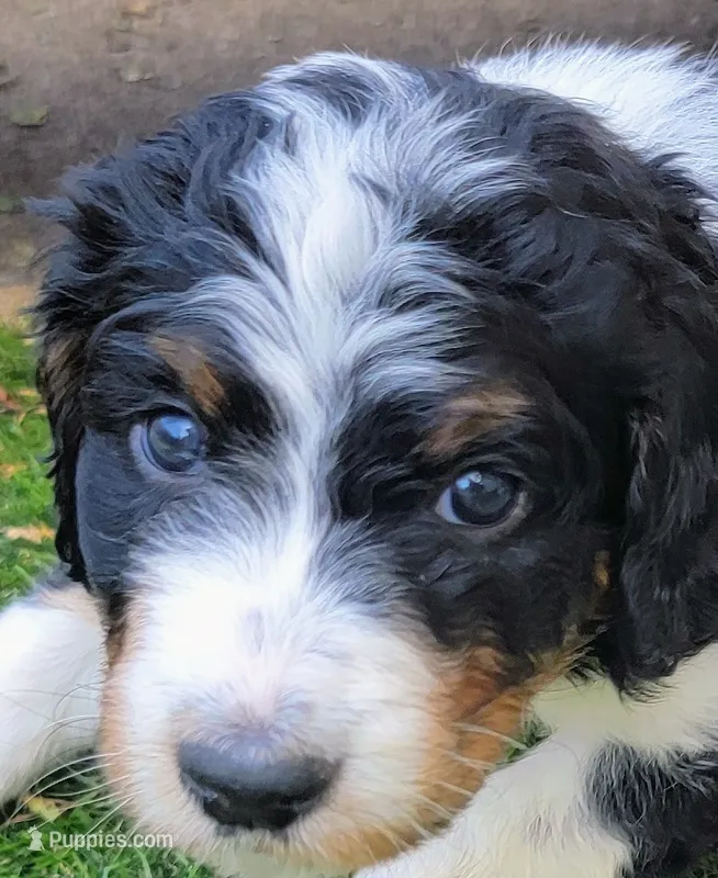 Dotty – Golden Mountain Doodle puppy for sale in Mundelein, IL