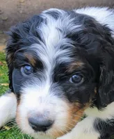 Dotty, a female Golden Mountain Doodle for sale in Mundelein, IL – 1 of 10