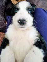 Patsey , a female Golden Mountain Doodle for sale in Mundelein, IL – 6 of 10
