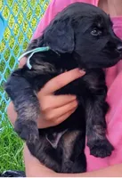Jovi, a male Golden Mountain Doodle for sale in Mundelein, IL – 2 of 10