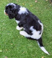 Dotty, a female Golden Mountain Doodle for sale in Mundelein, IL – 4 of 10