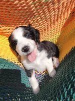Patsey , a female Golden Mountain Doodle for sale in Mundelein, IL – 10 of 10