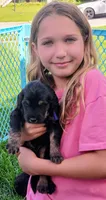Boss, a male Golden Mountain Doodle for sale in Mundelein, IL – 1 of 3