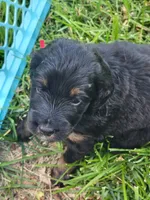 Loretta , a female Golden Mountain Doodle for sale in Mundelein, IL – 6 of 10