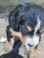 Major Tom , a male Golden Mountain Doodle for sale in Mundelein, IL – 3 of 3