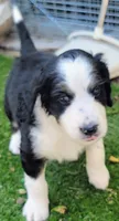 Patsey , a female Golden Mountain Doodle for sale in Mundelein, IL – 7 of 10