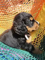 Reba, a female Golden Mountain Doodle for sale in Mundelein, IL – 6 of 7