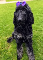 Jovi, a male Golden Mountain Doodle for sale in Mundelein, IL – 5 of 10