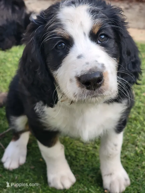 Patsey  – Golden Mountain Doodle puppy for sale in Mundelein, IL