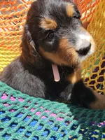 Reba, a female Golden Mountain Doodle for sale in Mundelein, IL – 7 of 7