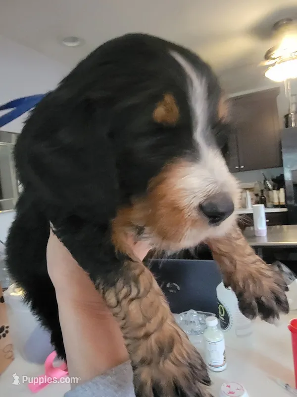 Major Tom  – Golden Mountain Doodle puppy for sale in Mundelein, IL