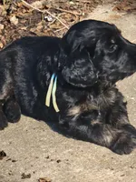 Jovi, a male Golden Mountain Doodle for sale in Mundelein, IL – 10 of 10