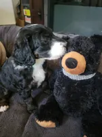 Livi, a female Golden Mountain Doodle for sale in Mundelein, IL – 3 of 6