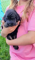 Loretta , a female Golden Mountain Doodle for sale in Mundelein, IL – 2 of 10