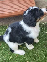 Dotty, a female Golden Mountain Doodle for sale in Mundelein, IL – 10 of 10